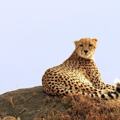 Website handcrafted by SalesDriveKenya.com